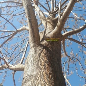 خرید و فروش چوب پالونیا هیبرید قیمت چوب پالونیا هیبریدی انواع نهال پالونیا زراعت چوب پالونیا مشاوره پالونیا کشاورزی نوین باغبانی